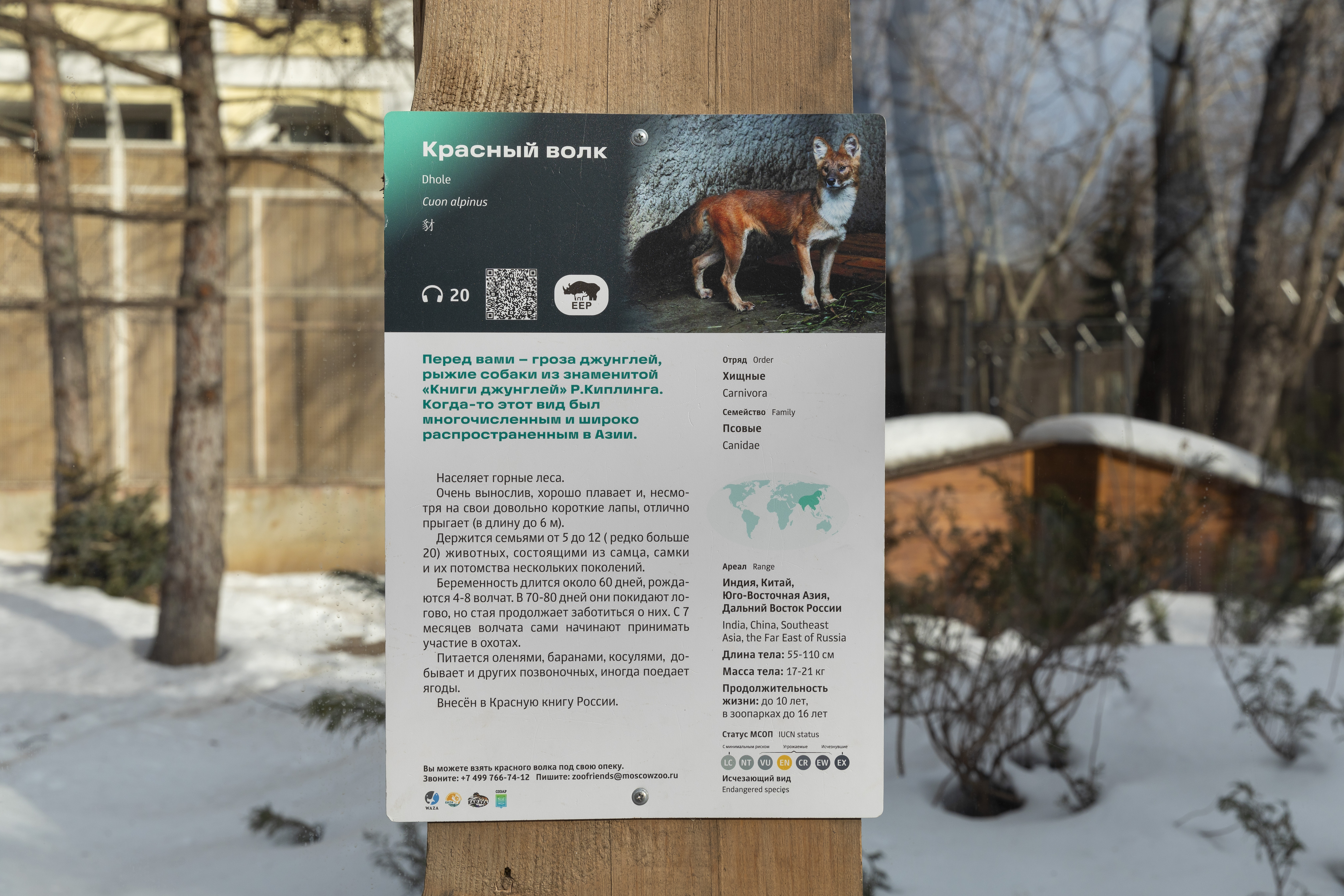 ОЭЗ «Технополис Москва» взяла опекунство над редким волком из столичного зоопарка